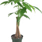 Chinese Money Tree Live Plant