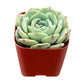 Sprout N Green Echeveria Minima, 1 Live Mini Succulent Plant Fully Rooted in 2 inch Starter Pot, Real House Plant for Indoor Outdoor Home Office Wedding Decoration Party Favor