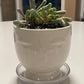 4" Trailing Succulents
