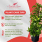Golden Pothos Totem Live Plant - 10-inch Grower Pot, Indoor/Outdoor