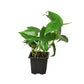 Philodendrons