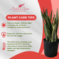 Sansevieria Laurentii Live Plant Indoor/Outdoor in 10 in Grower Pot, Green, Yellow