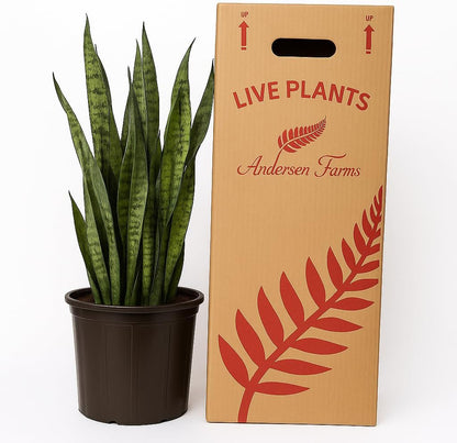 Sansevieria Zeylanica Live Plant Indoor/Outdoor in 10 in Grower Pot