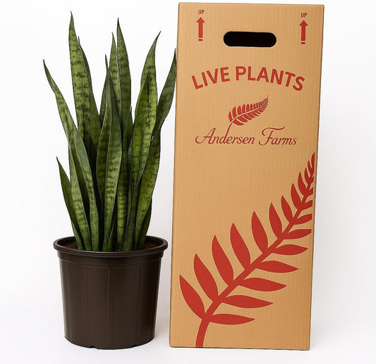 Sansevieria Zeylanica Live Plant Indoor/Outdoor in 10 in Grower Pot
