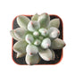 Sprout N Green Echeveria Minima, 1 Live Mini Succulent Plant Fully Rooted in 2 inch Starter Pot, Real House Plant for Indoor Outdoor Home Office Wedding Decoration Party Favor
