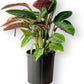 Calathea Warscewiczii Live Plant Indoor/Outdoor in 10 in Grower Pot, Green, White