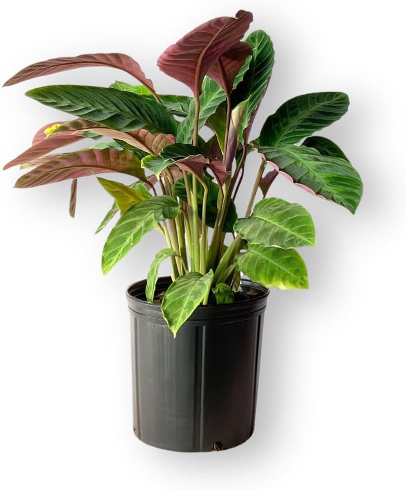Calathea Warscewiczii Live Plant Indoor/Outdoor in 10 in Grower Pot, Green, White