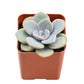 Sprout N Green Echeveria Minima, 1 Live Mini Succulent Plant Fully Rooted in 2 inch Starter Pot, Real House Plant for Indoor Outdoor Home Office Wedding Decoration Party Favor