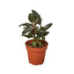 Ficus