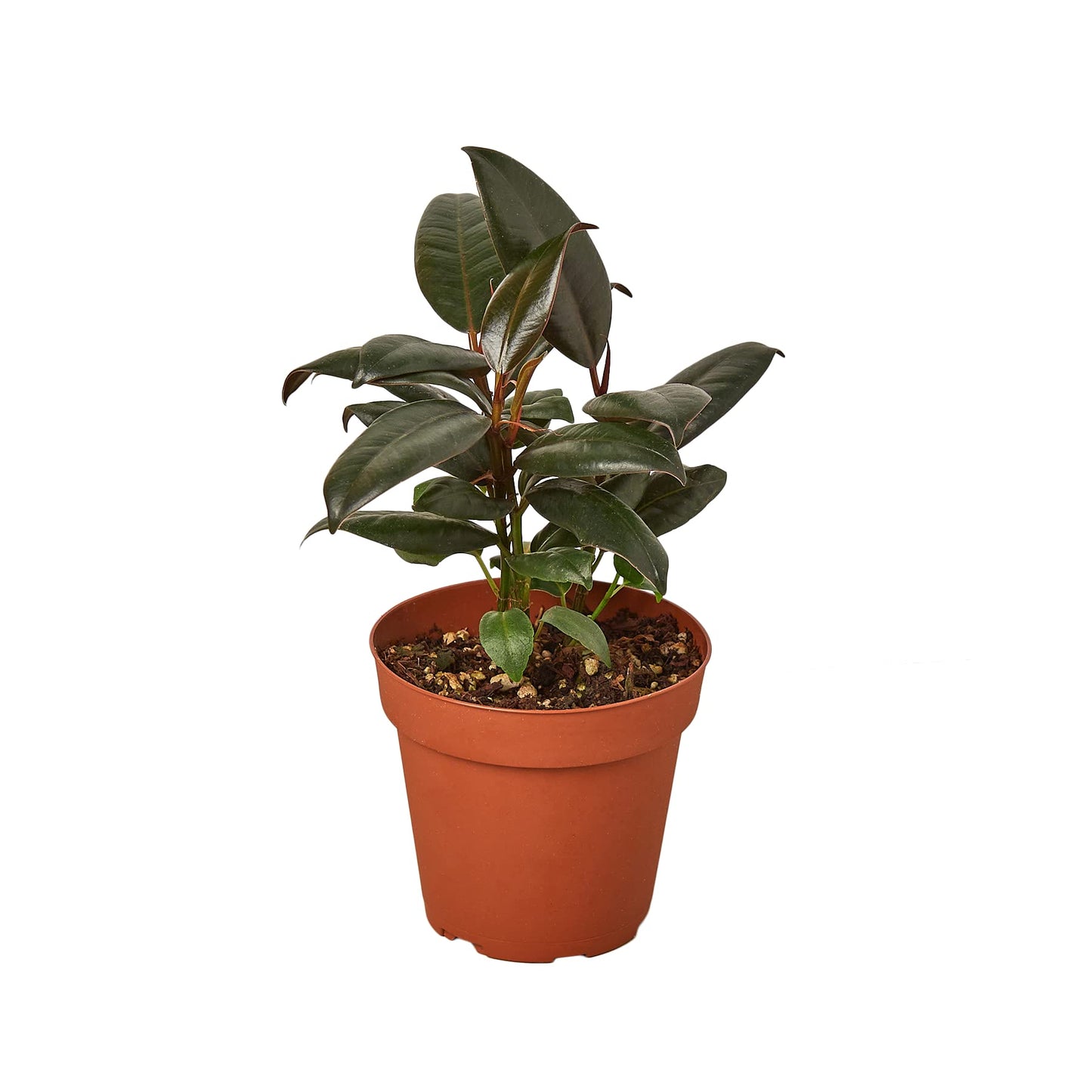 Ficus