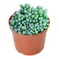 4" Trailing Succulents