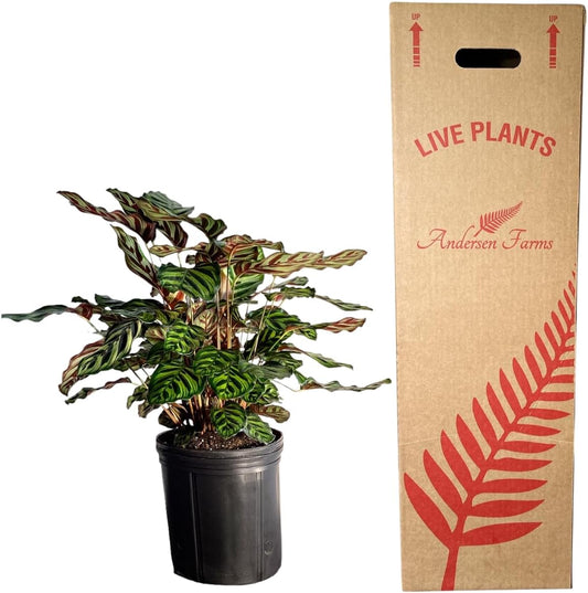 Calathea Makoyana Live Plant Indoor/Outdoor in 10 in Grower Pot