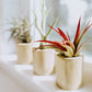 Tillandsia Jumbo Variety Pack