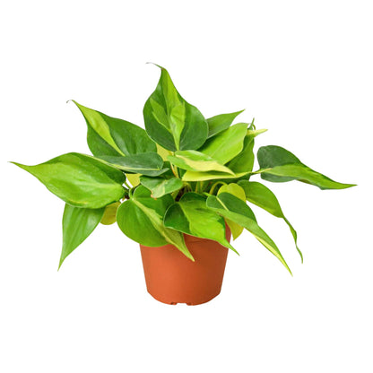 Philodendrons