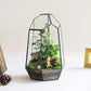 Glass Terrarium with Lid
