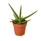 Snake Plants