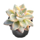 Lithops & Succulent Collection