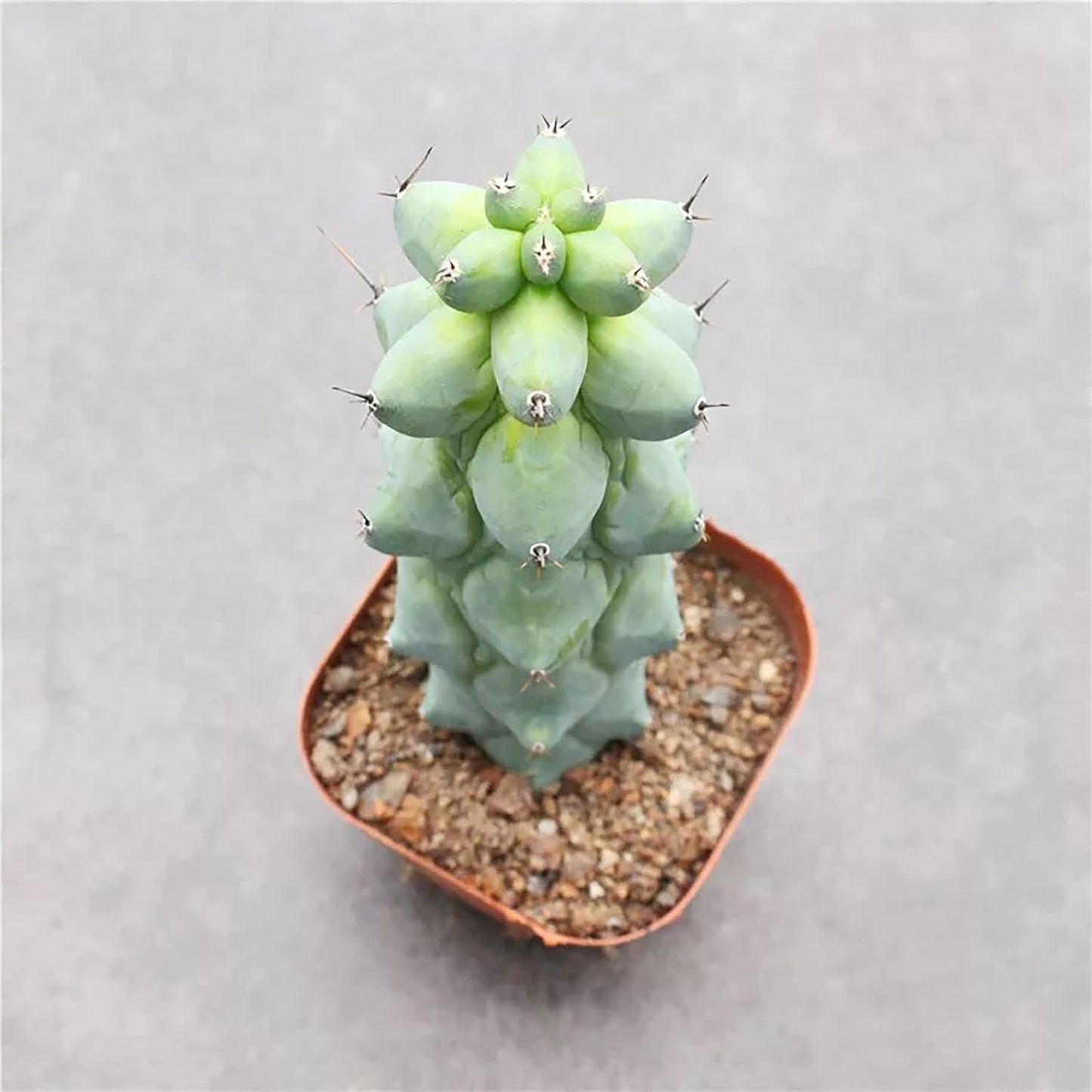 Boobie Cactus Live Plant - Myrtillocactus Geometrizans Fukurokuryuzinboku