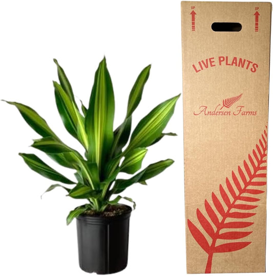 Dracaena Marley Live Plant Indoor/Outdoor in 10 in. Grower Pot, Green