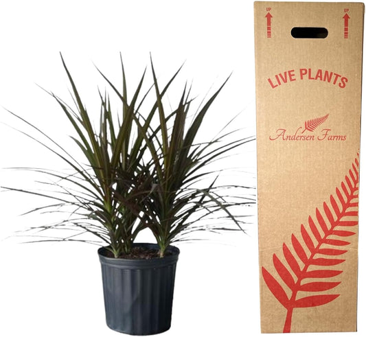 Dracaena Marginata Magenta Live Indoor/Outdoor Plant in 10 in Grower Pot