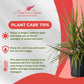 Dracaena Marginata Kiwi Live Plant – 10-inch Grower Pot, Indoor/Outdoor Houseplant