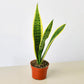 Snake Plants