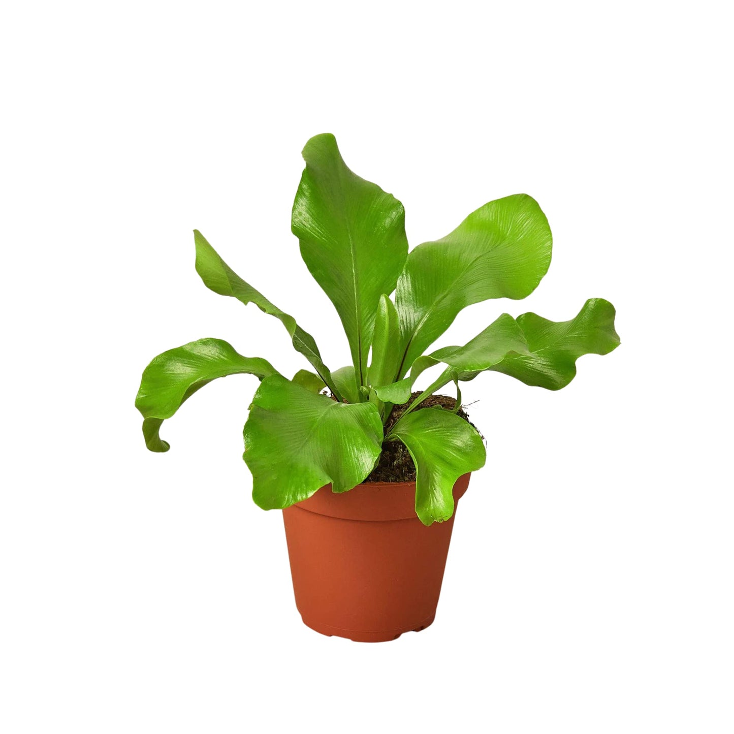Ferns