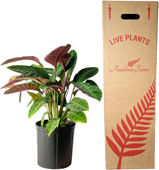 Calathea Warscewiczii Live Plant Indoor/Outdoor in 10 in Grower Pot, Green, White