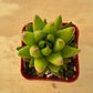 Lithops & Succulent Collection