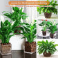 Organic Expanded Clay Pebbles for Plants | Leca