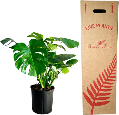 Philodendron Monstera Live Plant Indoor/Outdoor in 10 in Grower Pot