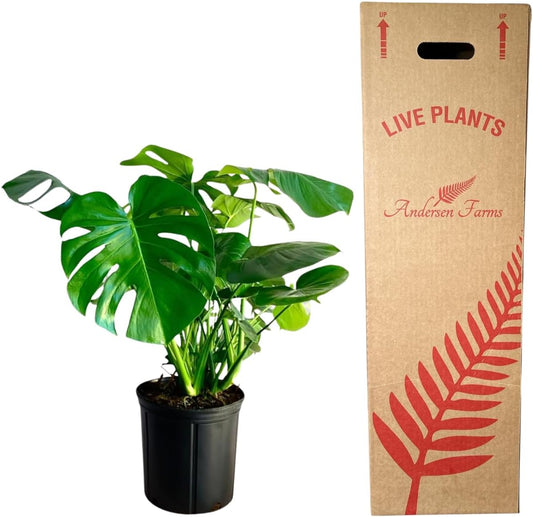 Philodendron Monstera Live Plant Indoor/Outdoor in 10 in Grower Pot