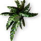 Calathea Lancifolia Live Plant Indoor/Outdoor in 10 in Grower Pot, Green, White