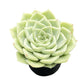 Sprout N Green Echeveria Minima, 1 Live Mini Succulent Plant Fully Rooted in 2 inch Starter Pot, Real House Plant for Indoor Outdoor Home Office Wedding Decoration Party Favor