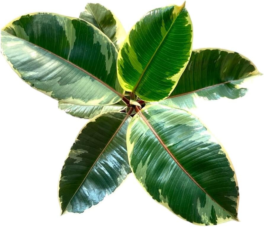 Ficus Tineke, Live Indoor Plants in Grower Pot, Natural Air Purifier in Well-Drained Moist Soil, Gift for Plant Lovers, Birthday Gift, Living Room, Bedroom Decor, 10 Inch, Variegated