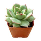 Sprout N Green Echeveria Minima, 1 Live Mini Succulent Plant Fully Rooted in 2 inch Starter Pot, Real House Plant for Indoor Outdoor Home Office Wedding Decoration Party Favor