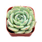 Sprout N Green Echeveria Minima, 1 Live Mini Succulent Plant Fully Rooted in 2 inch Starter Pot, Real House Plant for Indoor Outdoor Home Office Wedding Decoration Party Favor