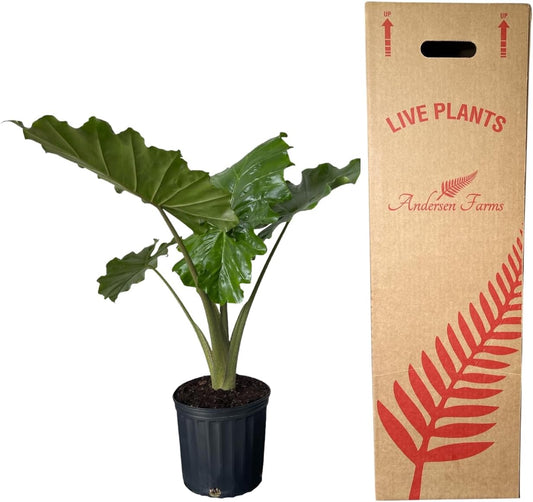 Alocasia Portora 'Elephant Ear' Live Plant, 10in Grower Pot, Indoor/Outdoor
