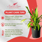 Dracaena Marley Live Plant Indoor/Outdoor in 10 in. Grower Pot, Green