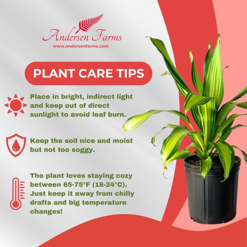 Dracaena Marley Live Plant Indoor/Outdoor in 10 in. Grower Pot, Green