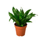 Dracaenas