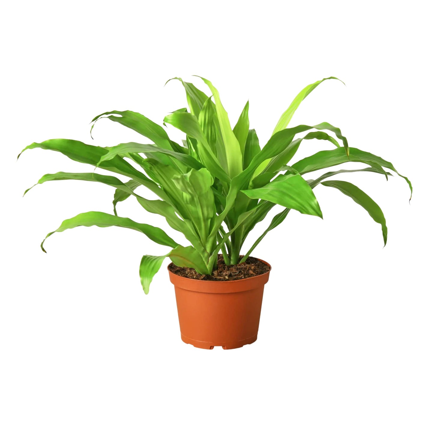 Dracaenas