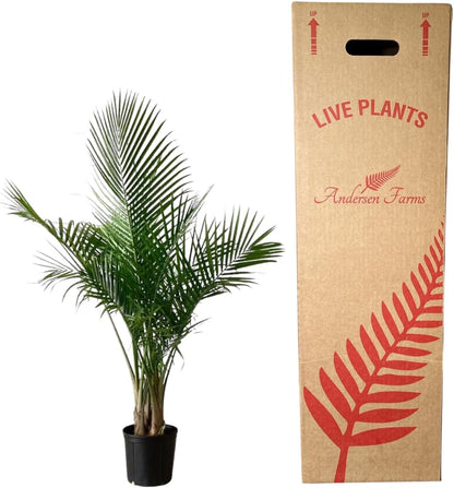 Majesty Palm Live Plant Indoor/Outdoor in 10 in Grower Pot