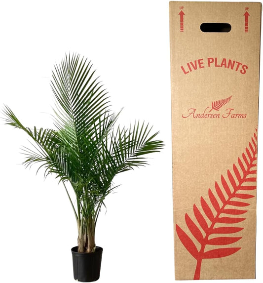 Majesty Palm Live Plant Indoor/Outdoor in 10 in Grower Pot