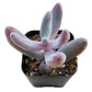 Lithops & Succulent Collection