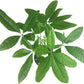 Chinese Money Tree Live Plant