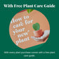 Ficus