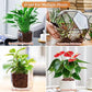 Organic Expanded Clay Pebbles for Plants | Leca