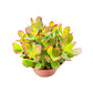4" Trailing Succulents