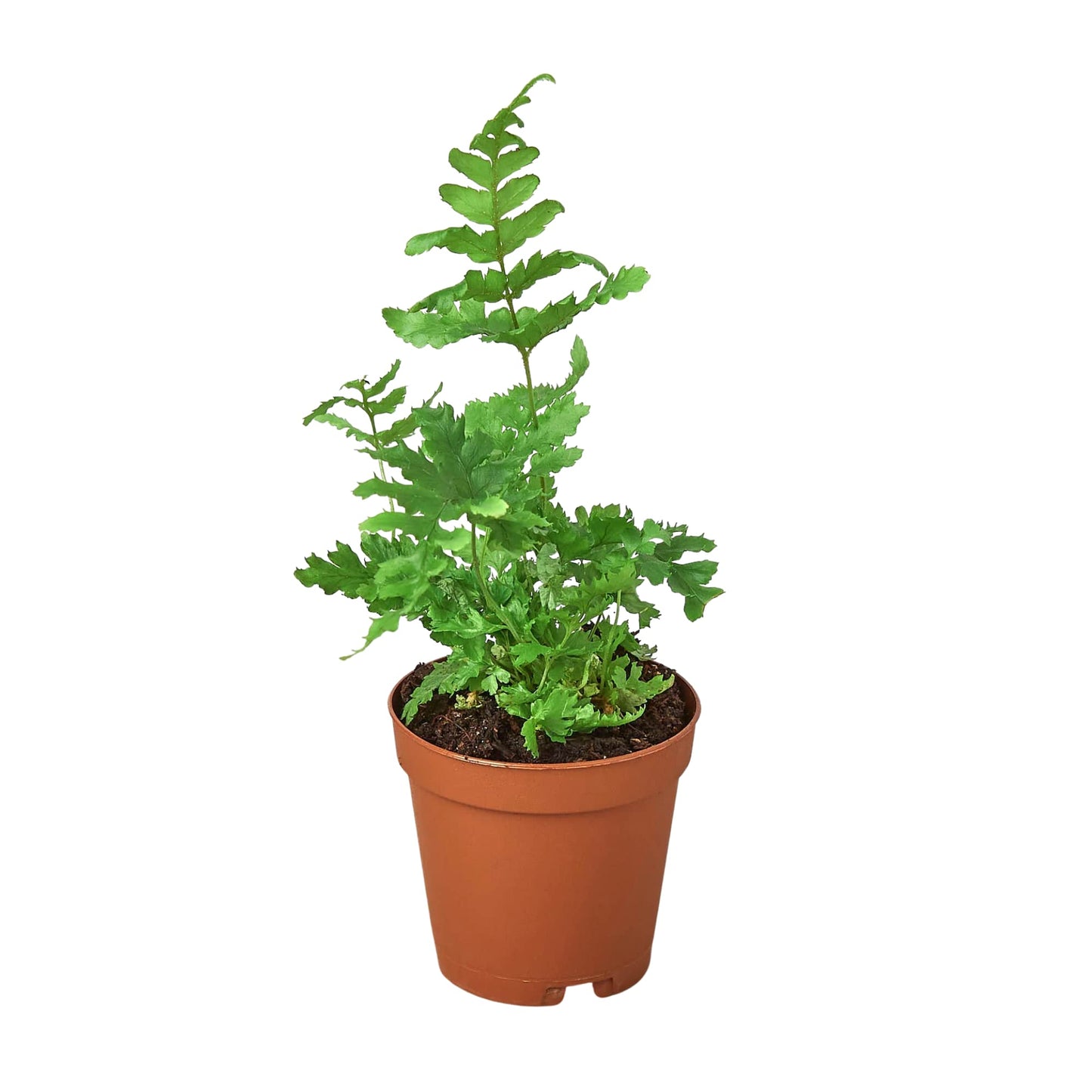 Ferns